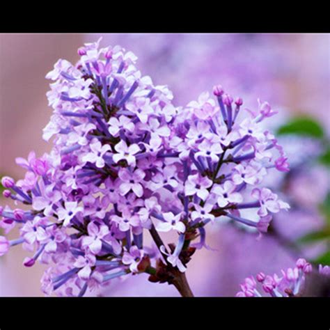 夢見花開|夢見花